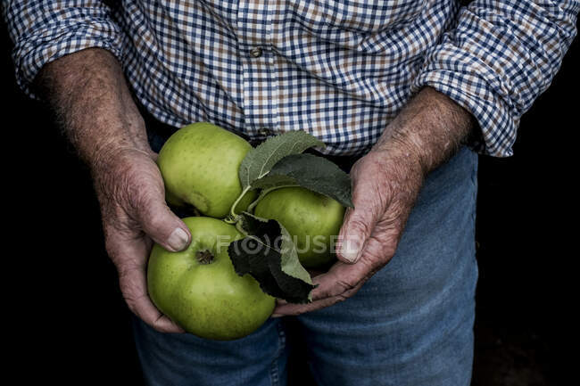 Close up of man holding three large green Bramley Apples. — Stock Photo