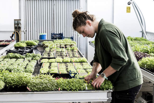 Femelle jardinière debout dans une serre, coupant de jeunes plants de légumes avec des ciseaux. — Photo de stock