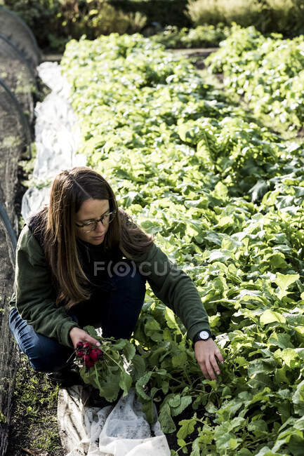 Female gardener kneeling beside a vegetable bed in a garden, inspecting plants. — Stock Photo