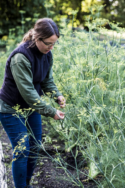 Female gardener standing in a vegetable bed in a garden, inspecting dill plants. — Stock Photo