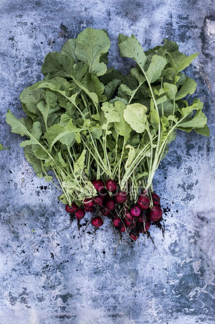High angle close up of a bunch of freshly picked red radishes on grey background. — Stock Photo
