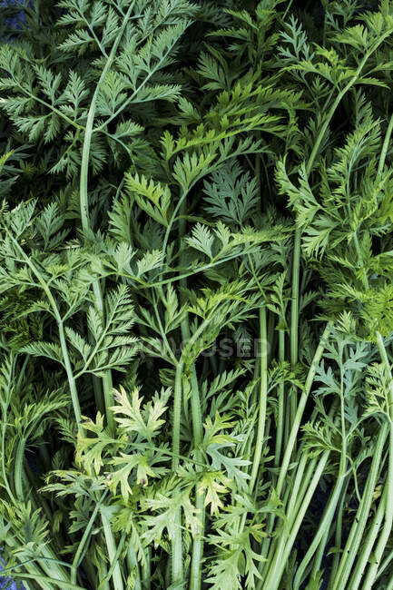 High angle close up of a bunch of carrot tops. — Stock Photo