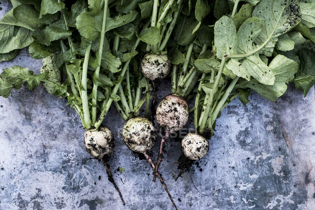 High angle close up of a bunch of freshly picked turnips on grey background. — Stock Photo