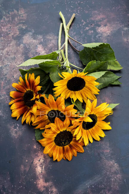 Hohe Nahaufnahme eines Bündels frisch gepflückter Sonnenblumen auf grauem Hintergrund. — Stockfoto