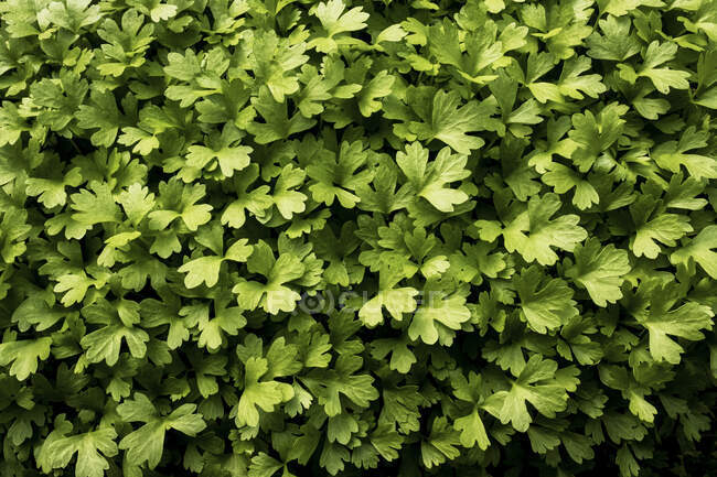High angle close up of fresh green herbs. — Stock Photo