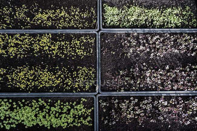 Gros plan à angle élevé des caisses avec une sélection de semis fraîchement plantés . — Photo de stock