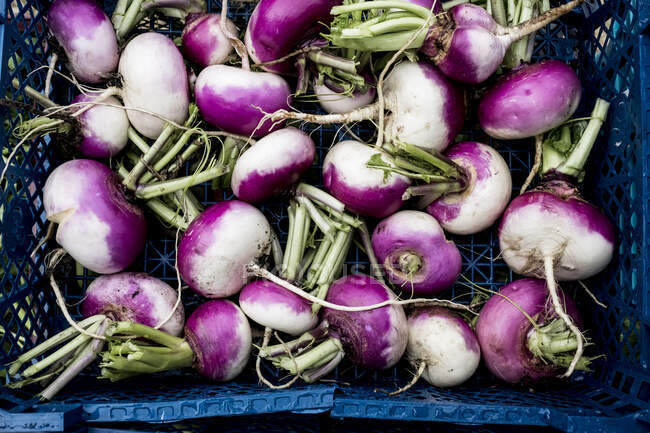 High angle close up of a crate with freshly picked white and purple turnips. — Stock Photo