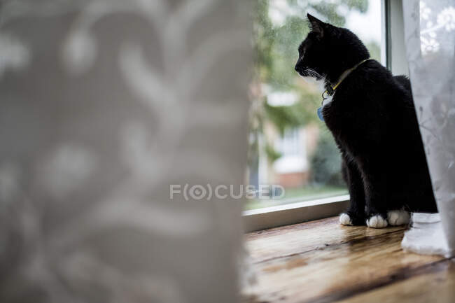 Gros plan du chat noir assis sur le rebord de la fenêtre derrière un rideau blanc, regardant par la fenêtre . — Photo de stock
