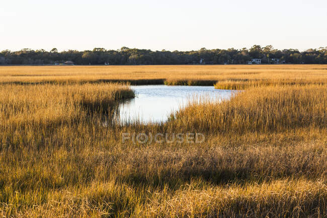 View across the salt marsh and wildlife reserve on a coastal island. — Stock Photo