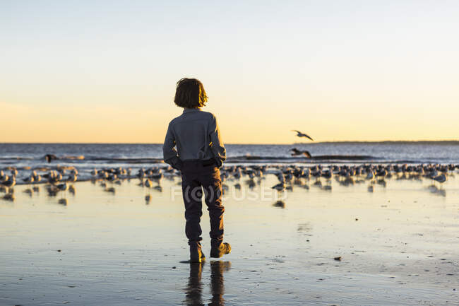 6 anos de idade menino e gaivotas, Ilha de São Simão, Geórgia — Fotografia de Stock