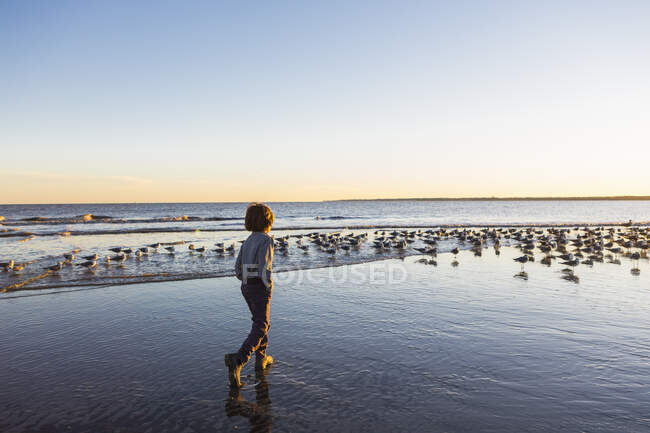 6 year old boy and seagulls, St. Simon's Island, Georgia — Stock Photo