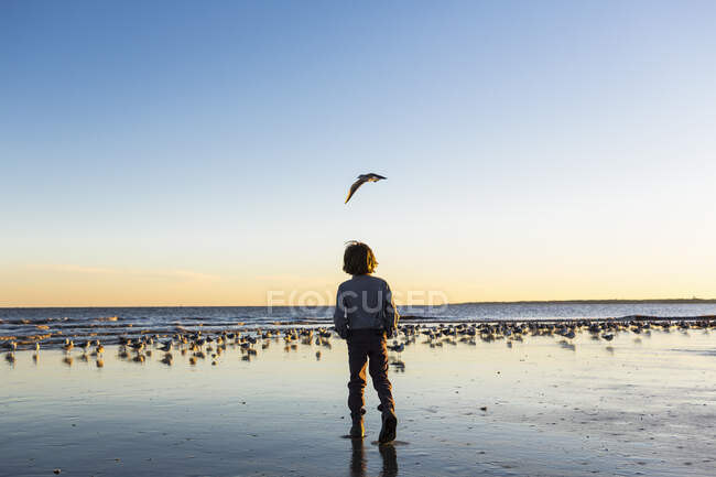 Garçon de 6 ans et goélands, île St. Simon, Géorgie — Photo de stock