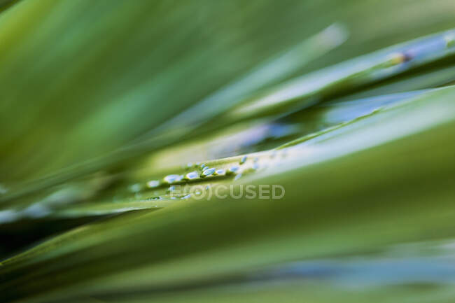 Close up of water droplets on green plant leaves — Stock Photo