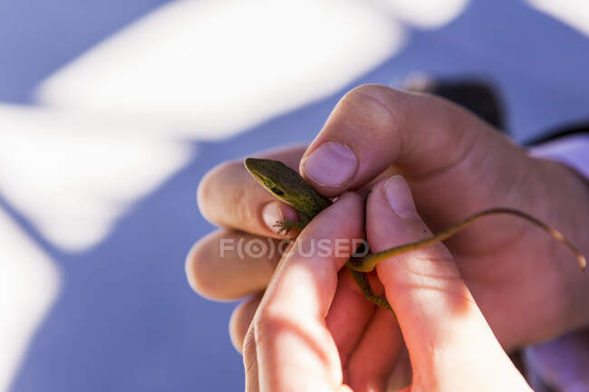 Tiro recortado de manos de niño sosteniendo lagarto verde pequeño - foto de stock