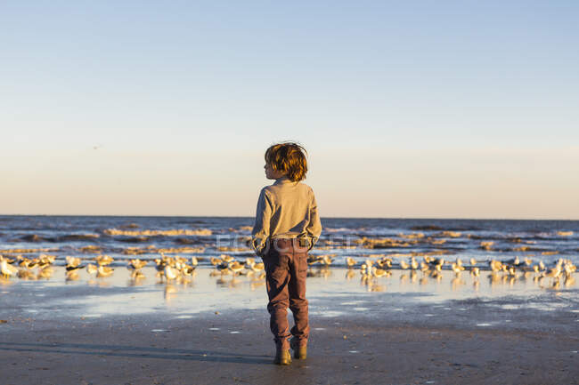 Menino andando em uma praia mãos em bolsos, rebanho de gaivotas na areia. Ilha de São Simão, Geórgia — Fotografia de Stock