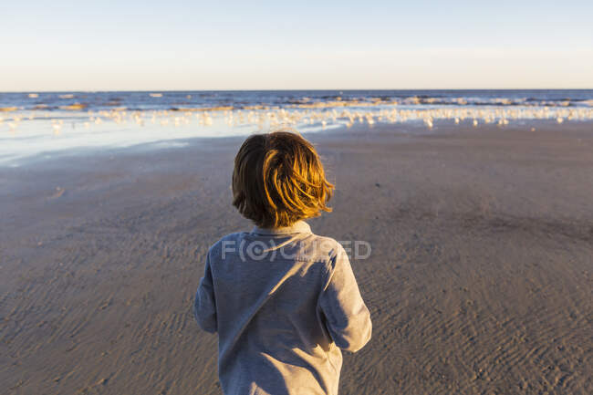 Ragazzo che cammina su una spiaggia, gregge di gabbiani sulla sabbia. Isola di San Simone, Georgia — Foto stock