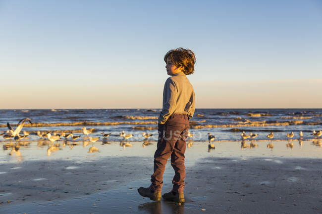 Junge, der am Strand spaziert, Möwenschwarm im Sand. St. Simon 's Island, Georgia — Stockfoto