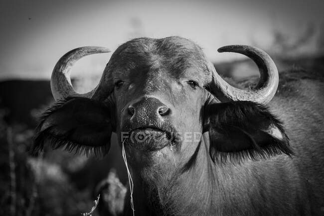 Büffelkopf, Syncerus caffer, direkter Blick, schwarz-weiß, Ohren nach vorne gerichtet — Stockfoto