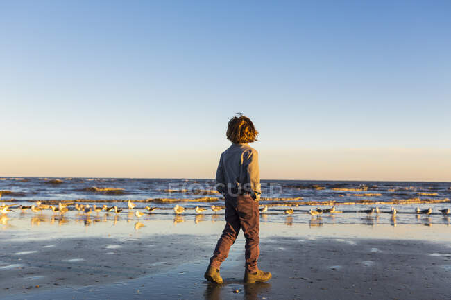 Junge, der am Strand spaziert, Möwenschwarm im Sand. St. Simon 's Island, Georgia — Stockfoto