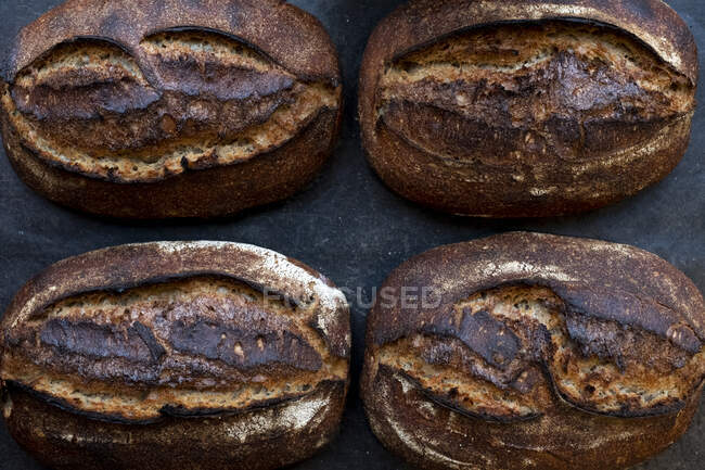 High angle close up of four freshly baked loaves of bread in an artisan bakery. — Stock Photo