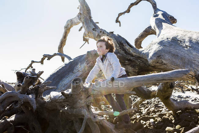 6 anni ragazzo arrampicata su alberi massicci sdraiato in acqua dell'oceano, Driftwood Beach, Jekyll Island, Georgia — Foto stock