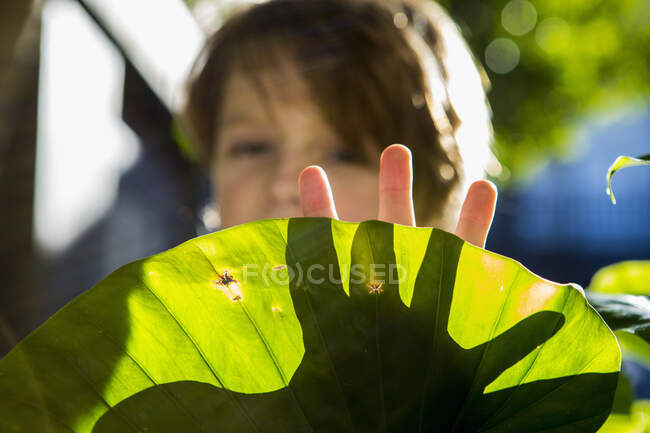 Main de garçon de 6 ans jetant l'ombre sur la plante — Photo de stock