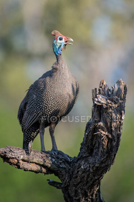 A helmeted guineafowl, Numida meleagris, perching on a log, beak open, greenery in background — Stock Photo