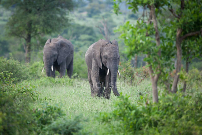 Due elefanti africani, Loxodonta africana, passeggiano tra la vegetazione verde, guardando fuori dalla cornice — Foto stock