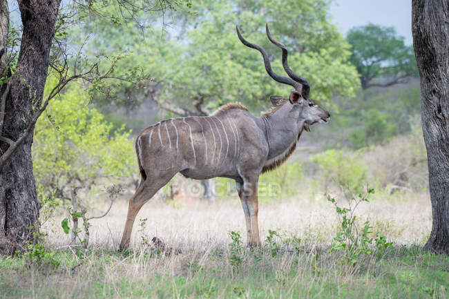 Un kudu macho, Tragelaphusstrepsiceros, de pie en un claro abierto, mirando fuera de marco, cuernos grandes - foto de stock