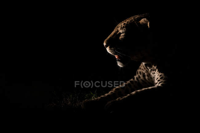 Side profile of a male leopard, Panthera pardus, lit up by a spotlight at night, mouth open — Stock Photo
