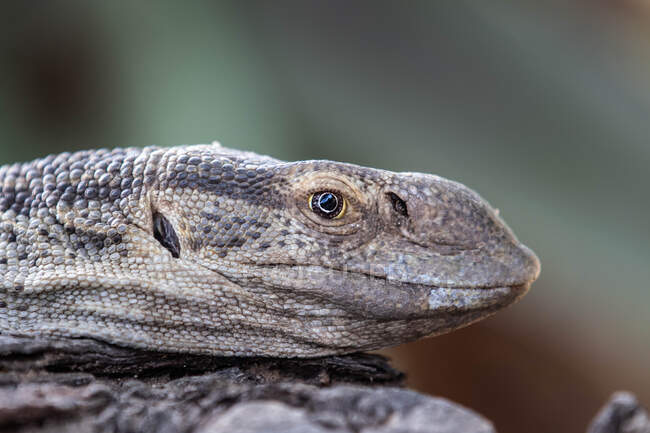 La cabeza de un lagarto monitor, Varanus niloticus, perfil lateral - foto de stock