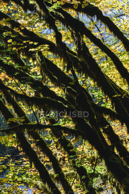Luz del sol de manzana brillando a través de árboles de arce vid y follaje de otoño, a lo largo del río Snoqualmie North Fork, Washington - foto de stock