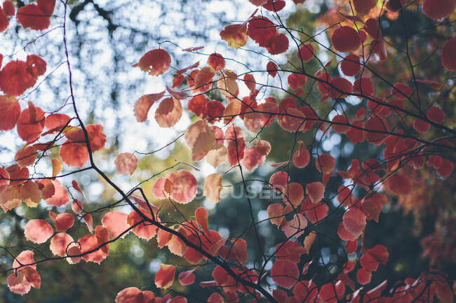 Apfel-Sonnenlicht scheint durch leuchtend rote Ahornblätter im Herbst — Stockfoto