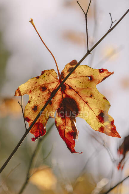 Foglia d'acero maggiore (Acer macrophyllum) in autunno, in piccolo ramo d'albero — Foto stock