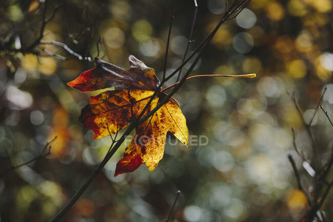 Folha de bordo de folhas grandes (Acer macrophyllum) no outono, em pequenos galhos de árvores — Fotografia de Stock