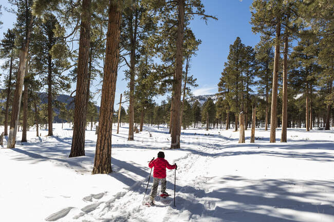 Rear view of young boy in a red jacket snow shoeing on a trail through trees. — Stock Photo