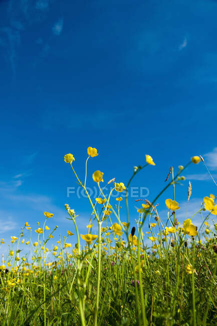 Buttercups flowering in grass in summer — Stock Photo