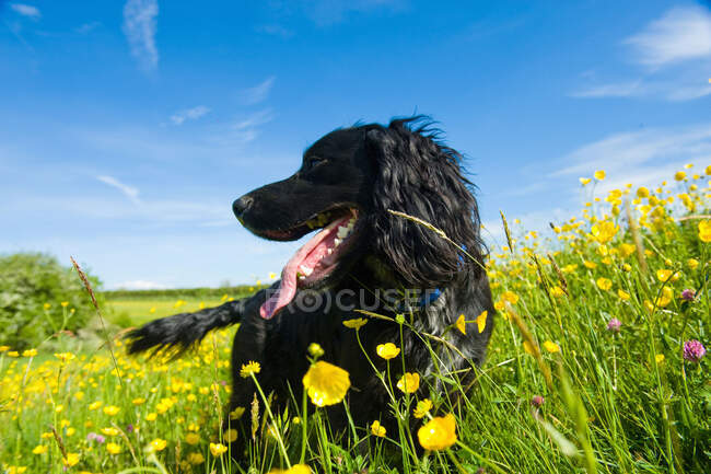 Милий чорний пес у довгому траві. — стокове фото