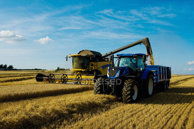 Комбинат комбайнов и тракторов, собирающих урожай в поле летом . — стоковое фото