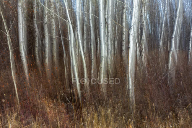 Blurred aspen grove and meadow near Leavenworth, Washington — Stock Photo