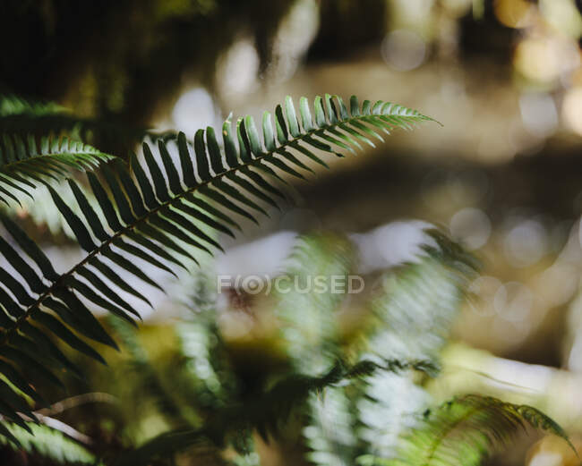 Gros plan de fougères glaives occidentales (Polystichum munitum) dans une forêt pluviale luxuriante et tempérée, le long de la rivière North Fork Snoqualmie, près de North Bend, Washington — Photo de stock