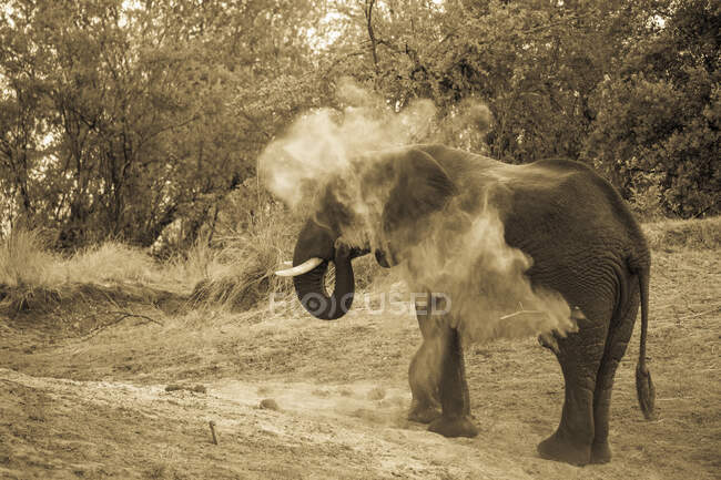 Слон саджається з брудом — стокове фото