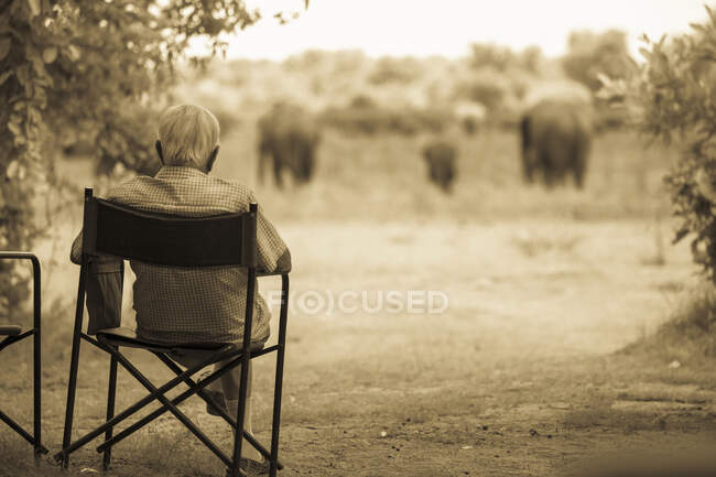 Uomo anziano su una sedia che osserva un gruppo di elefanti nelle vicinanze. — Foto stock