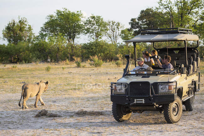 Leão perto de um veículo de safári com turistas no mato. — Fotografia de Stock