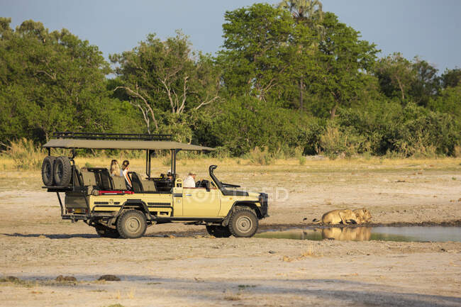 Safari vehicle and passengers very close to a couple of lions, panthera leo, drinking at a water hole. — Stock Photo