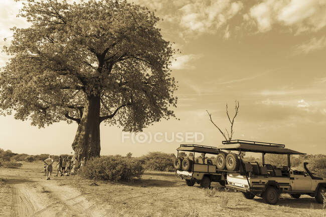 Vehículos Safari por un árbol Baobab, Adansonia - foto de stock