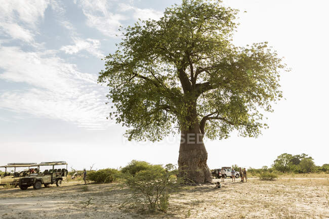 Большой баобаб, Адансоняй, в заповеднике Мореми, Ботсвана — стоковое фото
