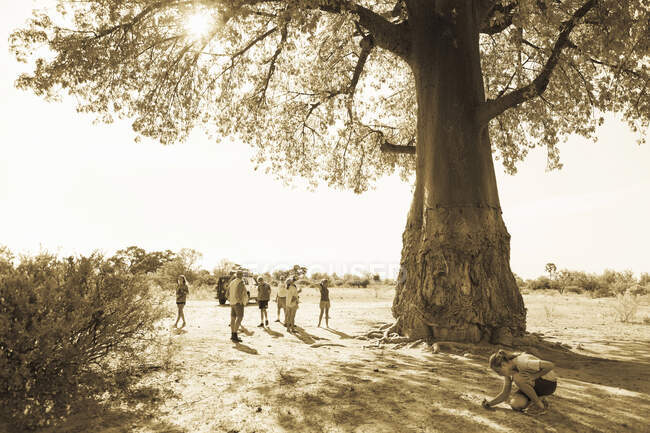 Gruppo di persone, turista e guida sotto un albero di baobab diffusione, Adansonia — Foto stock