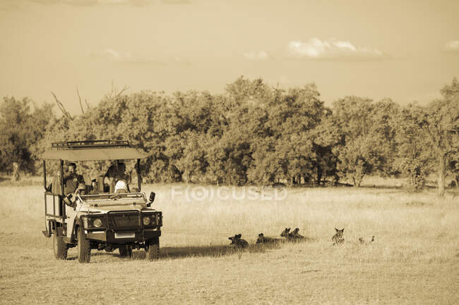 Ein Safari-Jeep, Passagiere beobachten wilde Hunde, Lycaon pictus — Stockfoto