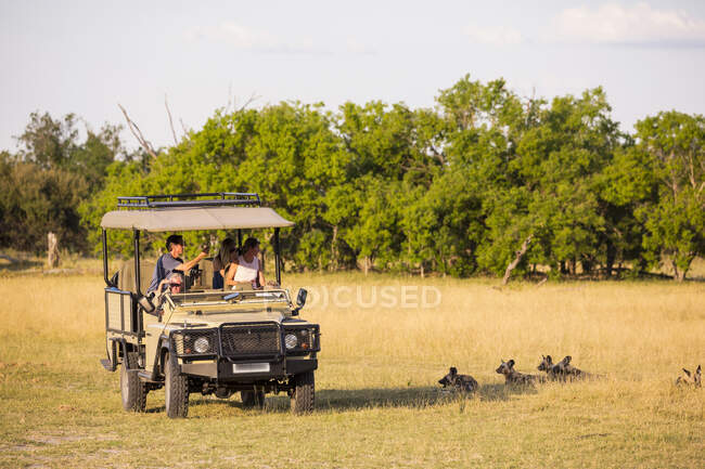 Vehículo Safari, pasajeros observando perros salvajes, Lycaon pictus - foto de stock